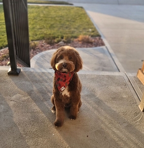 F1B Mini Goldendoodle Comet of Minnie & Goose
